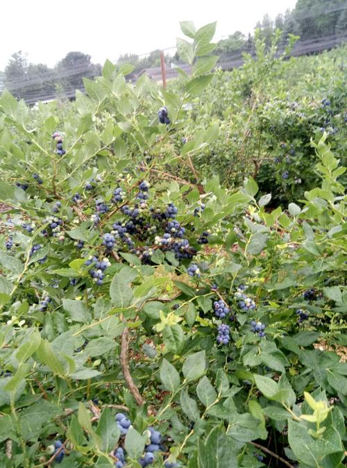 我国野生蓝莓主要产在长白山,大兴安岭和小兴安岭林区.
