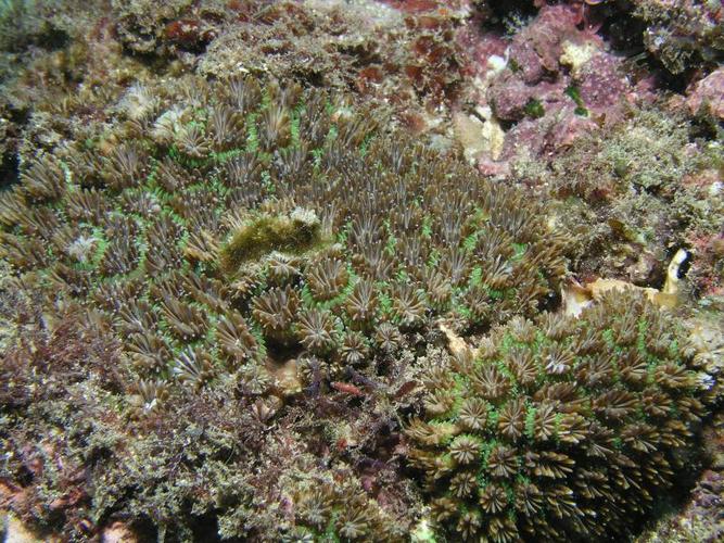 丛生棘杯珊瑚