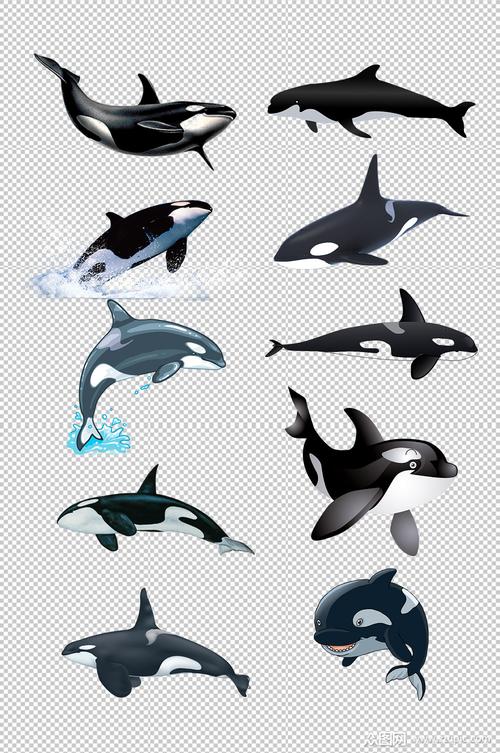 海洋生物鲸鱼免抠元素素材