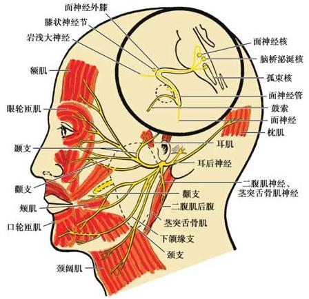 面神经入腮腺前先发出三小支,即茎突舌骨肌神经,二腹肌神经和耳后神经