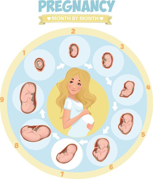 胚月期发育妊娠胎儿图片素材