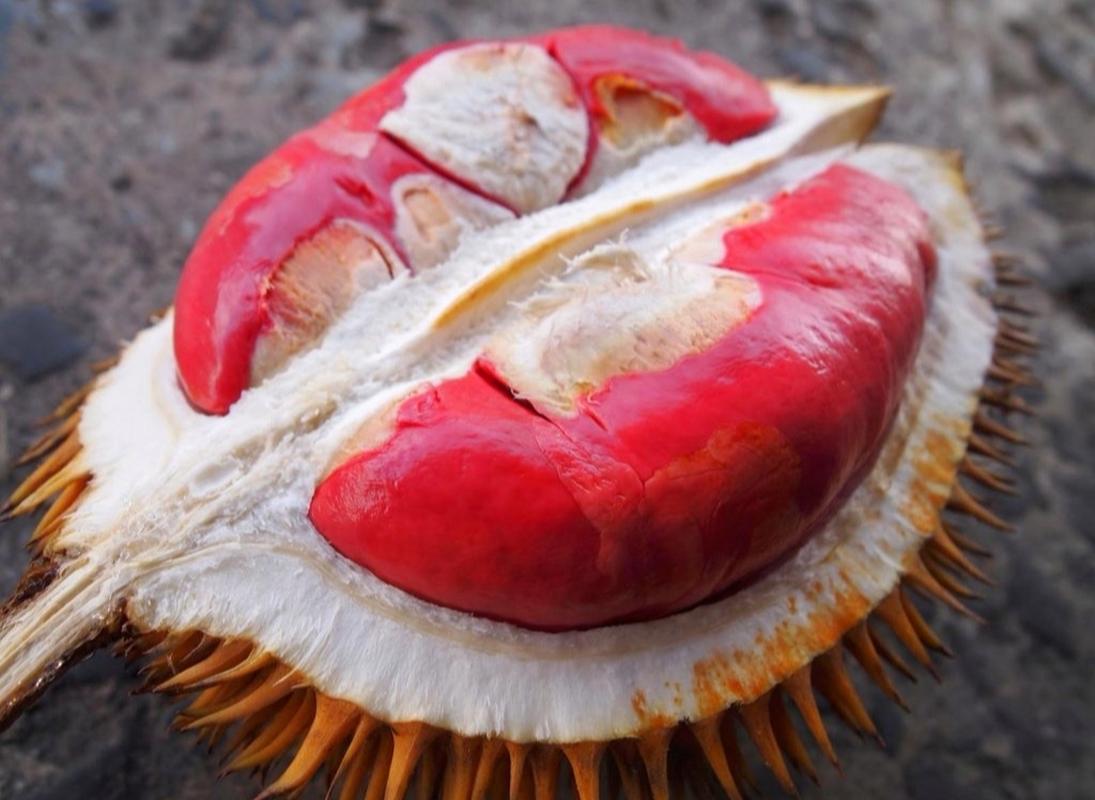红肉榴莲你吃过吗? 又是一款东马特产水果-durian sukang.