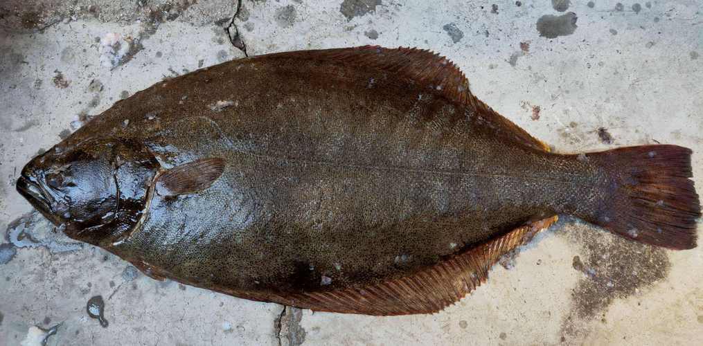 山东寻渔记|中国常见的30种海鱼,必有你最爱!_深海_因为_品种