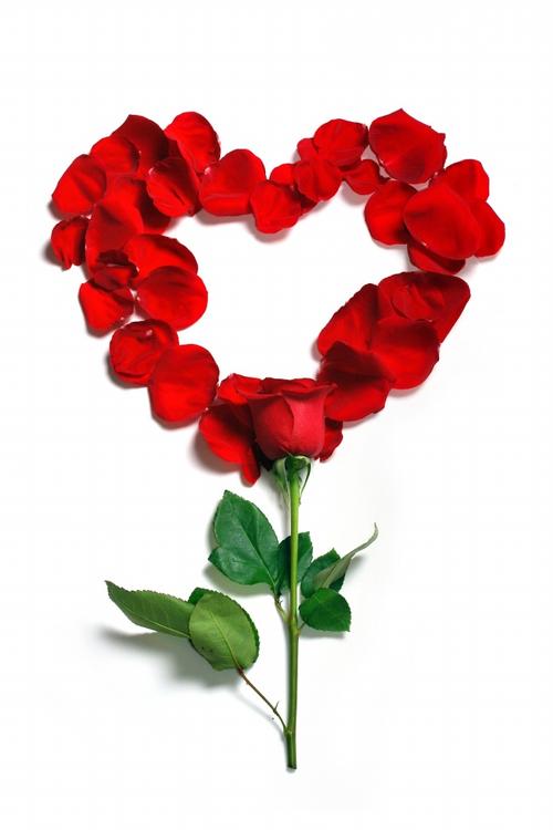 创意 心形 玫瑰花 玫瑰 爱心 桃心 红心 花瓣 花枝 红花 花朵 鲜花