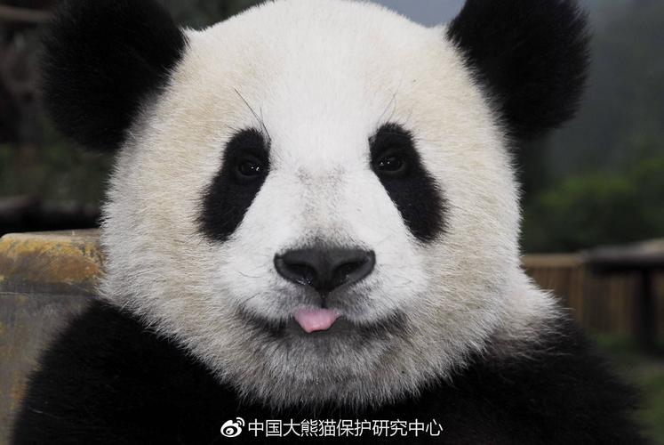 熊猫的舌头是什么颜色? - 知乎