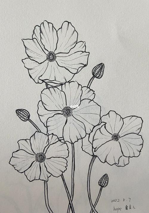 针管笔手绘花卉虞美人花卉临摹3