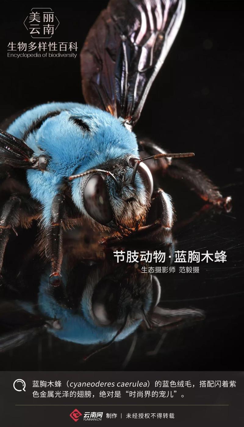 生物多样性节肢动物蓝胸木蜂玩转高级蓝的时尚大咖