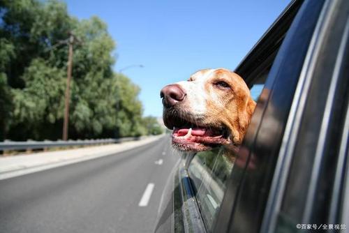 狗狗坐车都喜欢把头伸出窗外,难道它们真的是在欣赏风景吗?
