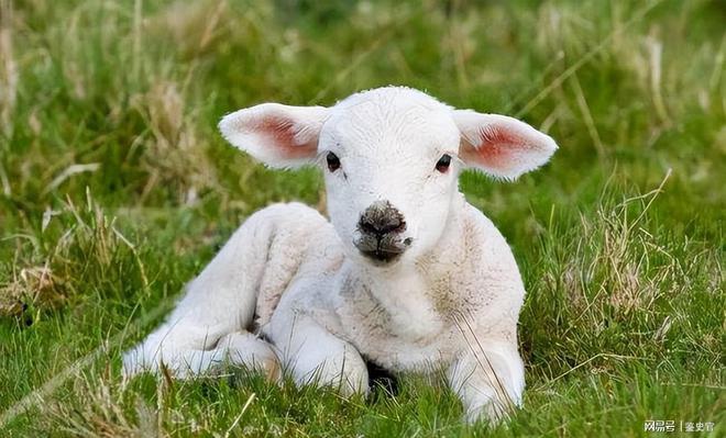 2017年,新疆牧民捡到一只"小羊崽",好友的话让他立马报警|北山羊|羊羔
