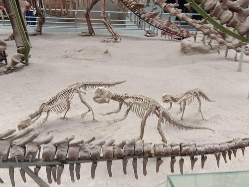 博物馆内有许多的大小不一的恐龙化石,让我们感到些不可思议.