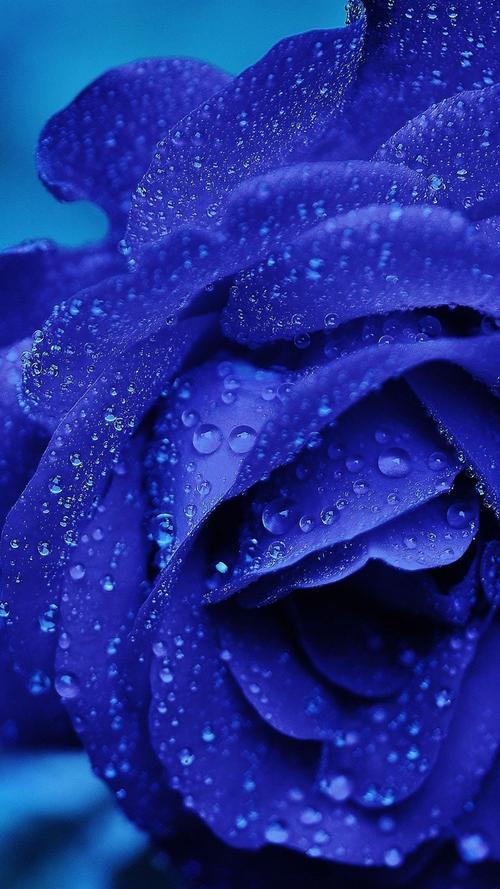 蓝色花瓣玫瑰花,水滴 iphone 壁纸