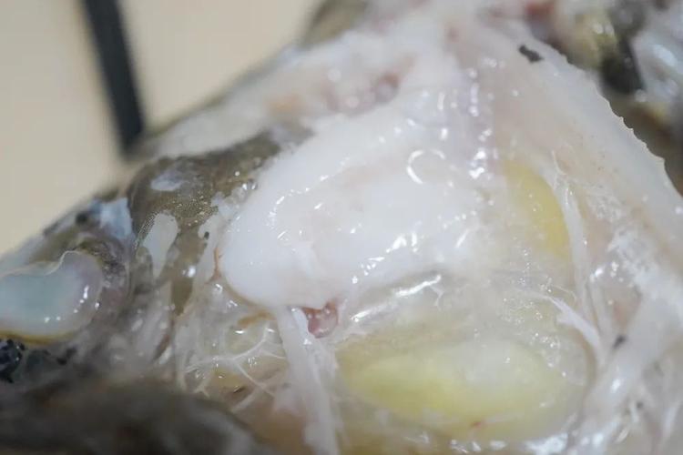 鳜鱼花,被认为是鳜鱼身上的精华,口感吃起来接近猪肚,韧韧的.