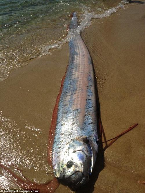 墨西哥海滩发现6米长罕见巨型皇带鱼