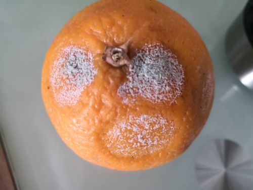 橘子皮霉菌