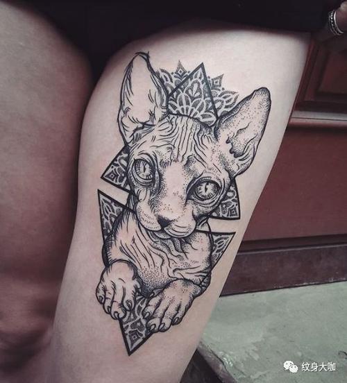 纹身手稿素材第496期斯芬克斯猫