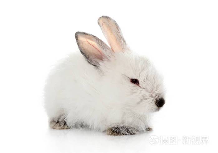 白色背景上可爱的毛茸茸的兔子