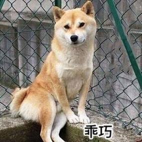一组柴犬doge微信表情 - 斗图表情包 - 斗图神器 - adoutu.com