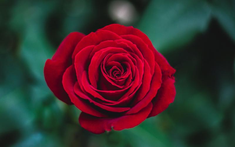 红玫瑰高清唯美花卉植物图片壁纸