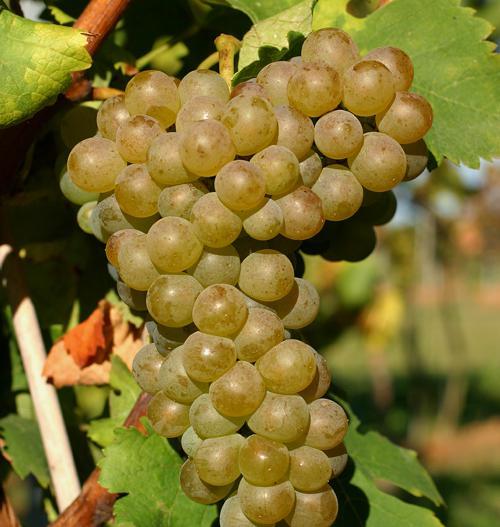 美食->特色美食  北罗讷河谷最具代表性的维欧尼白葡萄酒产自罗讷河