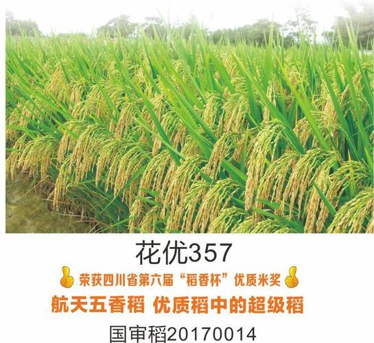 四川垦丰打造西南农业新模式|水稻|农服|云贵川_网易订阅