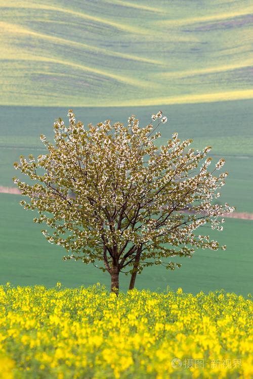 开花的树在黄色和绿色的田野-抽象的春天