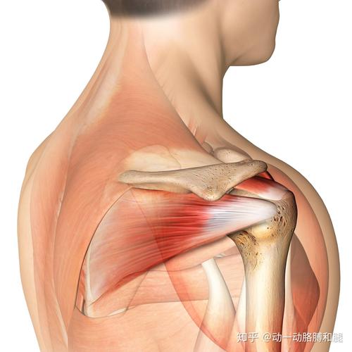 在所有肩关节周围肌肉中,有一群肌肉不得不提,附着并连接肩胛骨的关节