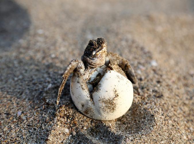 龟速有多快每只破壳而出的小海龟上演的都是生死时速