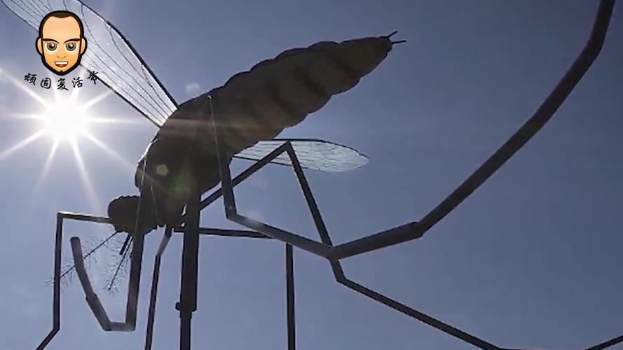 见过最大的蚊子有多大,说出来你可能会被吓到