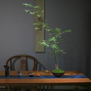 簕竹盆栽大型庭院竹子盆景常青室内禅意客厅茶室造景精品老桩绿植