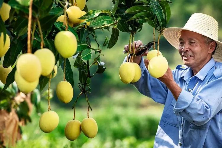 还有两天攀枝花国际芒果采摘节即将盛大开幕今年的芒果王