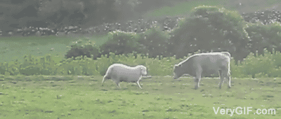 小绵羊要撞了 gif 牛