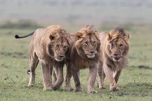 雄狮中的一只正处于十分虚弱的状态,这是千载难逢的机会,他们兄弟联手