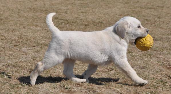 短毛中型猎犬拉布拉多犬 漂亮的宽嘴狗狗小拉拉出售 - 1300元