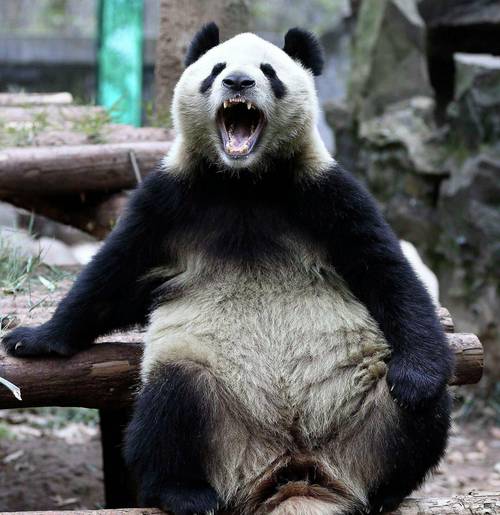 大熊猫吃羊,两兄弟为"报仇"杀死熊猫并将其屠宰,下场如何?
