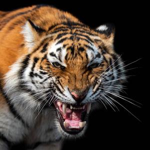 黑色背景上孤立的愤怒的老虎肖像照片