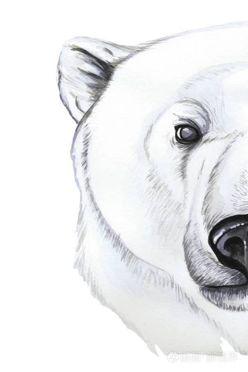 用水彩画捕食者哺乳动物北极熊的肖像写实风格白色羊毛图案印花店冬季