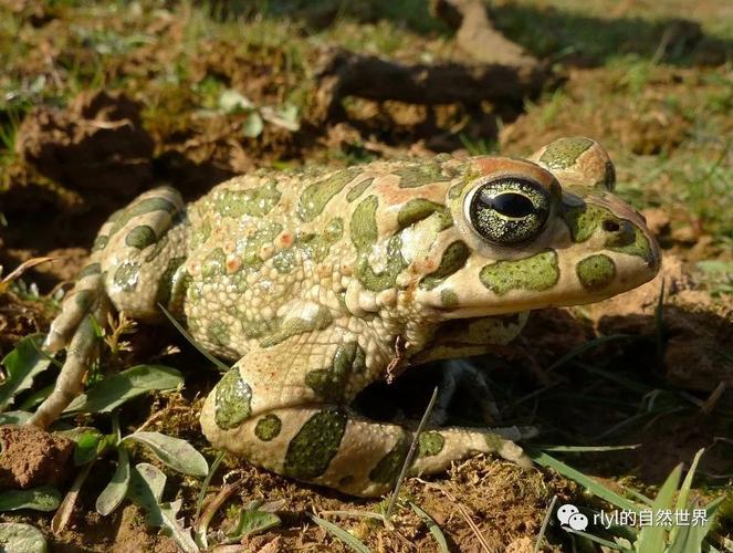 绿蟾蜍(european green toad)