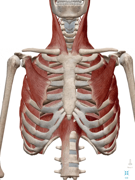 "胸式呼吸"属于浅层呼吸,吸气胸腔扩张,呼气依赖胸廓回缩.