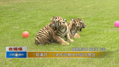 两只老虎两只老虎跑得快两只刚满月的小老虎亮相如皋萌化游客
