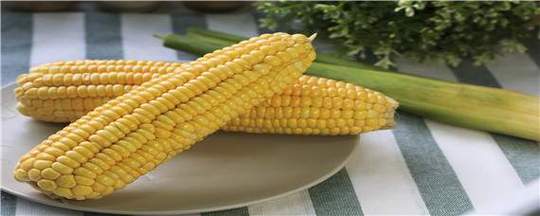 富民105玉米种子特征特性 - 赛百科