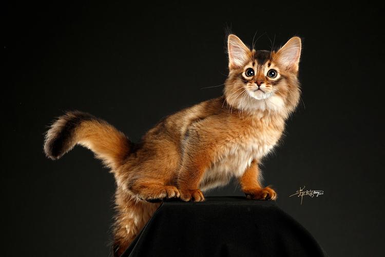 索马里猫|摄影|宠物摄影|amyworks赛猫摄影 - 原创作品 - 站酷 (zcool