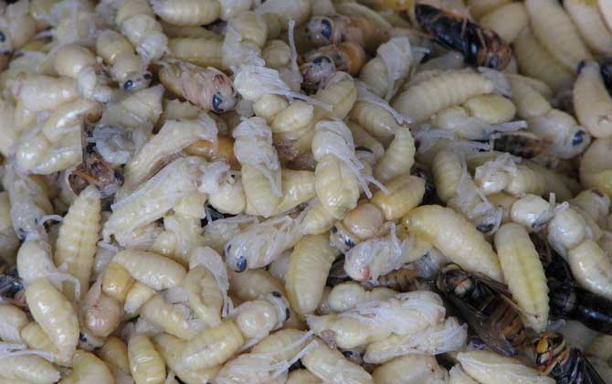 蜂蛹一次最多吃多少?
