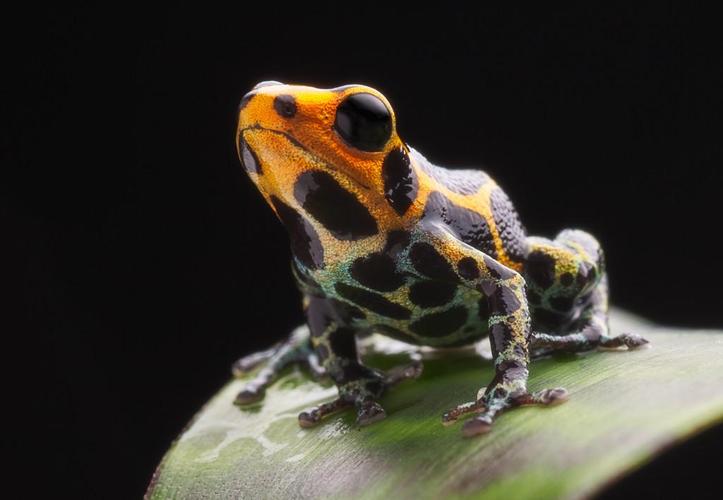 毒蛙,在亚马逊雨林中的叶子上的青蛙.