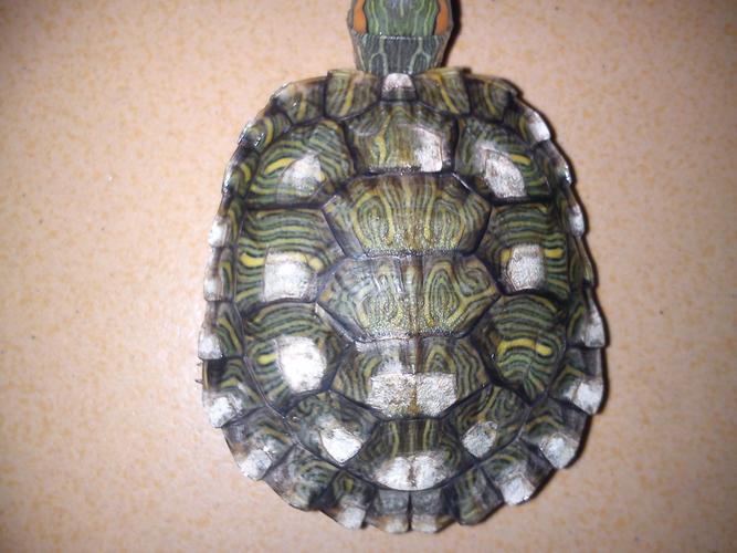 巴西龟背壳白色斑块