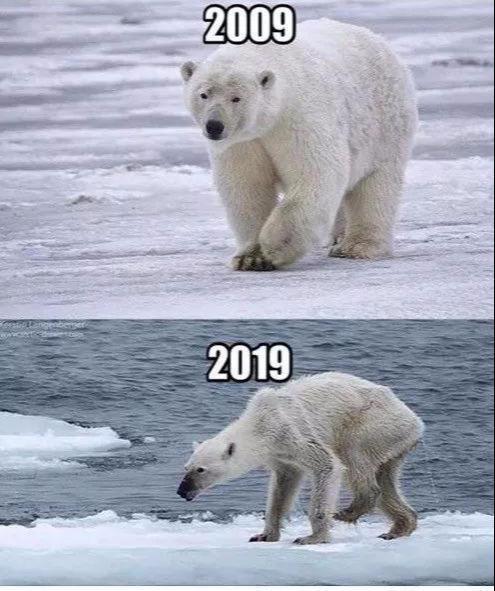 十年来北极熊的对比