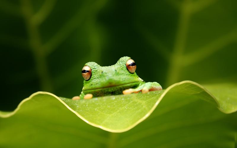 荷叶上可爱的绿色小青蛙高清桌面壁纸下载