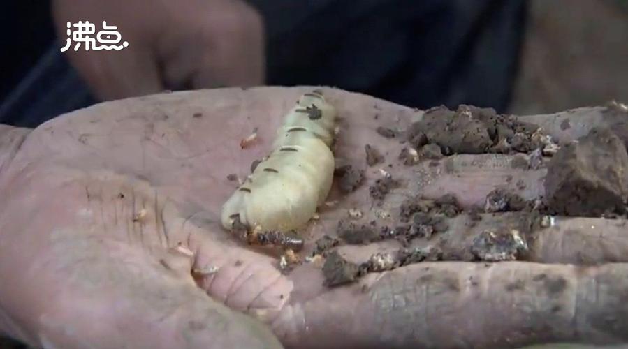 湖北一大堤发现60多年超大蚁穴 蚁王蚁后体长5厘米