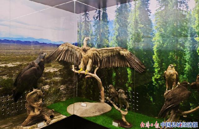 新疆自然博物馆正式开馆 开启标本世界的奇妙之旅