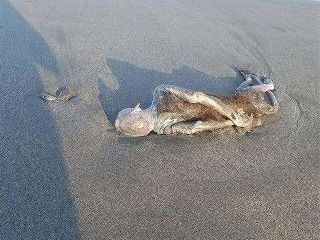 日本小伙在海滩发现不明生物拍照上传你知道这是什么吗