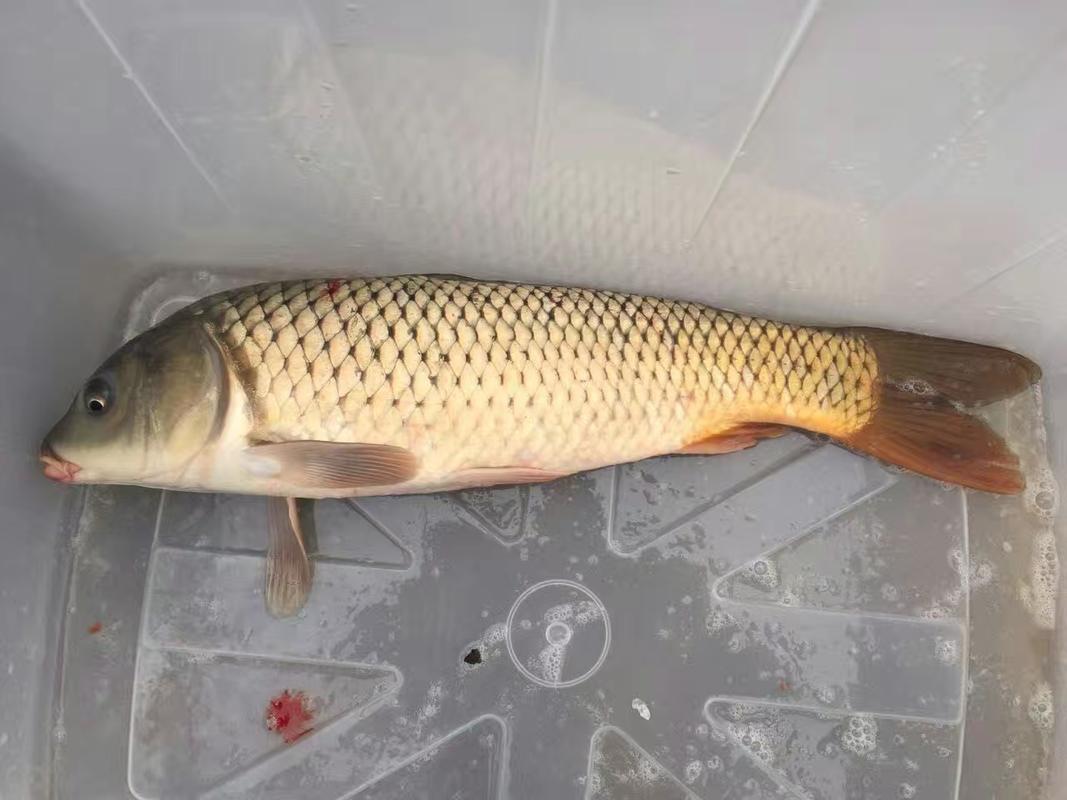 黄河鲤鱼 野生 1-1.5公斤